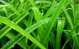 Nature Water Drops Green Grass Color Rain Spring Seasons Widescreen wallpaper thumb