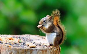 Cute squirrel, stump, eating something wallpaper thumb