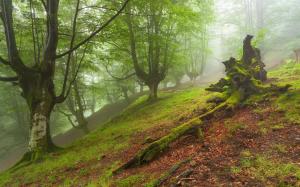 Forest landscape, trees, fog wallpaper thumb