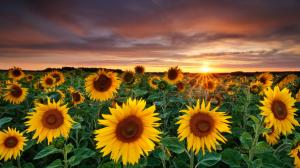 Beautifull Sunset With Sunflower  High Resolution Jpeg wallpaper thumb