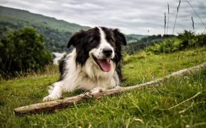 Sweet dog in nature wallpaper thumb
