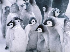 Cute Arctic Penguins wallpaper thumb