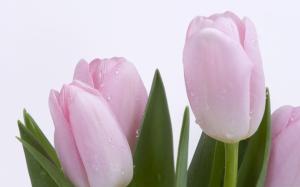 Pink tulip wallpaper thumb