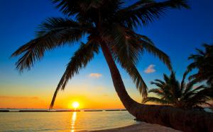 Palma, Maldives, sunset, beach, sea, palm tree wallpaper thumb