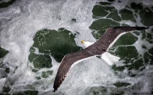 Seagull Bird Ocean HD wallpaper thumb
