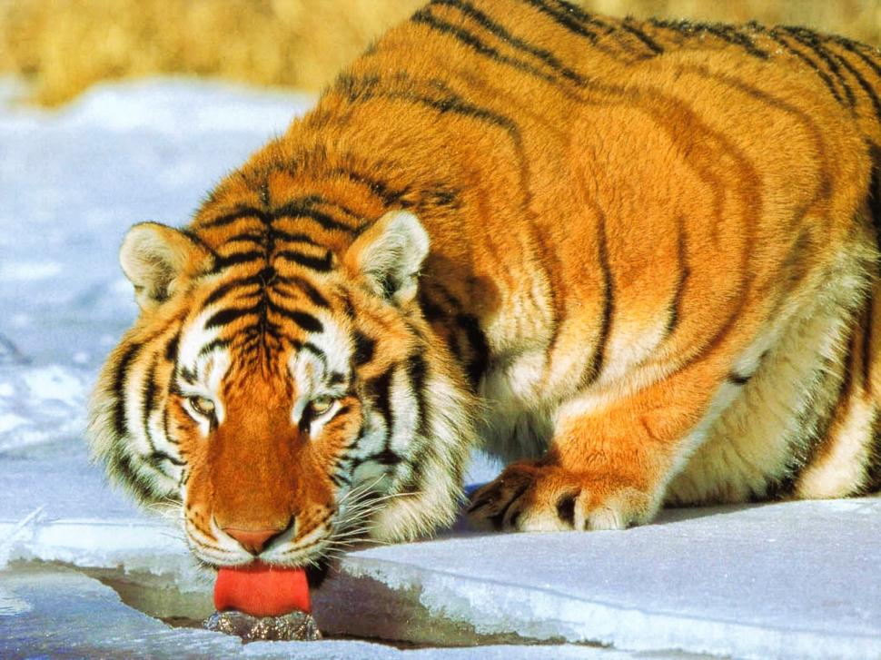 Tiger Drink Water wallpaper,water wallpaper,tiger wallpaper,drink wallpaper,animals wallpaper,1600x1200 wallpaper