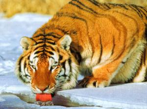 Tiger Drink Water wallpaper thumb