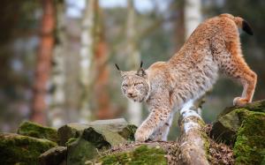 Animals Cats Lynx Trees Forest Wildlife Predator Nature Free Desktop wallpaper thumb