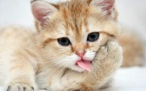Cute cat close-up wallpaper thumb