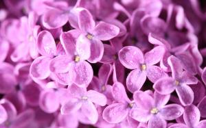 Purple Lilac wallpaper thumb