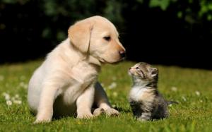 Animals, Dog, Golden Retriever, Kitten, Cute, Photography wallpaper thumb