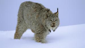 Lynx Cat HD wallpaper thumb