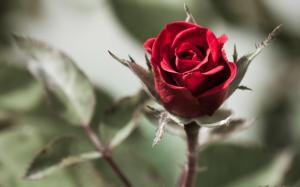 Lovely Red Rose wallpaper thumb