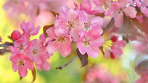 Pink cherry flowers, bokeh, twigs, spring wallpaper thumb