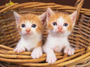 Two cute kittens in basket wallpaper thumb