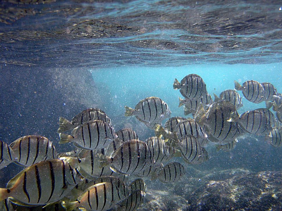 Fish In Hawaii wallpaper,hawaii HD wallpaper,oceans HD wallpaper,fish HD wallpaper,coral reefs HD wallpaper,animals HD wallpaper,2048x1536 wallpaper