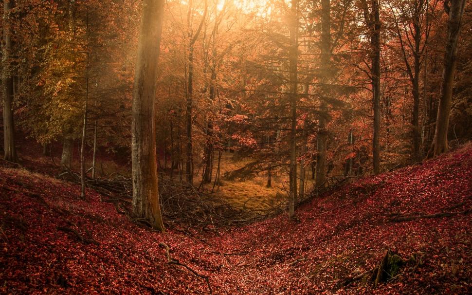 Fall, Forest, Leaves, Sun Rays, Hill, Nature, Landscape wallpaper,fall HD wallpaper,forest HD wallpaper,leaves HD wallpaper,sun rays HD wallpaper,hill HD wallpaper,landscape HD wallpaper,2000x1250 wallpaper