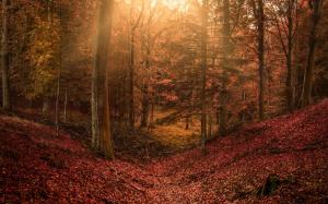 Fall, Forest, Leaves, Sun Rays, Hill, Nature, Landscape wallpaper thumb