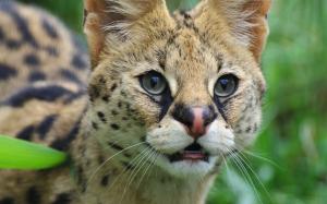 Cute serval, wild cat, face, eyes wallpaper thumb