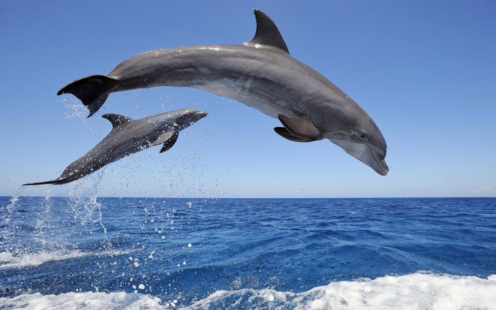 Dolphins jumping out the water, spray, sky, horizon wallpaper,Dolphins HD wallpaper,Jumping HD wallpaper,Water HD wallpaper,Spray HD wallpaper,Sky HD wallpaper,Horizon HD wallpaper,1920x1200 wallpaper
