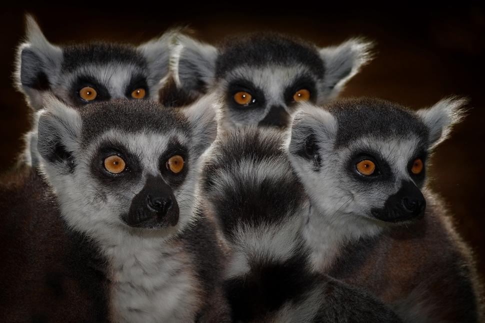 Lemurs, faces wallpaper,lemurs HD wallpaper,faces HD wallpaper,eyes HD wallpaper,2500x1667 wallpaper