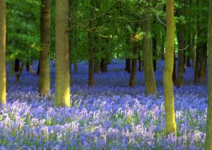 Beautiful Forest Lavender wallpaper thumb