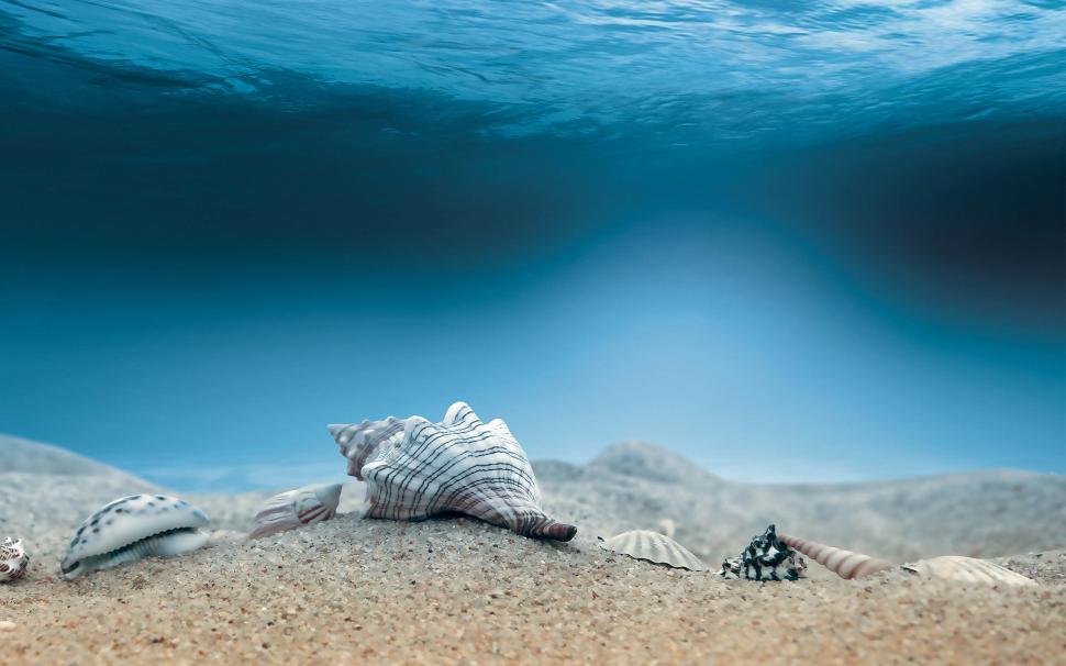 Shells Seabed wallpaper,nature HD wallpaper,shells HD wallpaper,seabed HD wallpaper,2560x1600 wallpaper