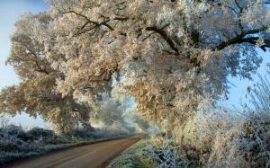 Trees Road Frost Winter HD wallpaper thumb