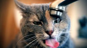 Thirsty Cat wallpaper thumb