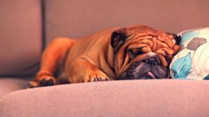 French Bulldog sleeping wallpaper thumb