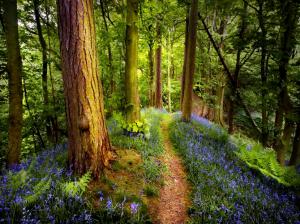 Forest Wildflowers wallpaper thumb