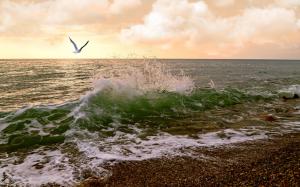 Sunset, coast, gull, sea waves, clouds wallpaper thumb