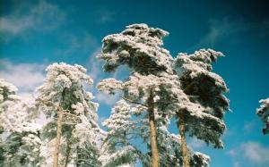 Pine trees frost in snow winter, blue sky wallpaper thumb