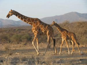 Giraffe, Animals, Baby Animals, Long Neck, Photography, Trees, Mountains, Sunshine wallpaper thumb