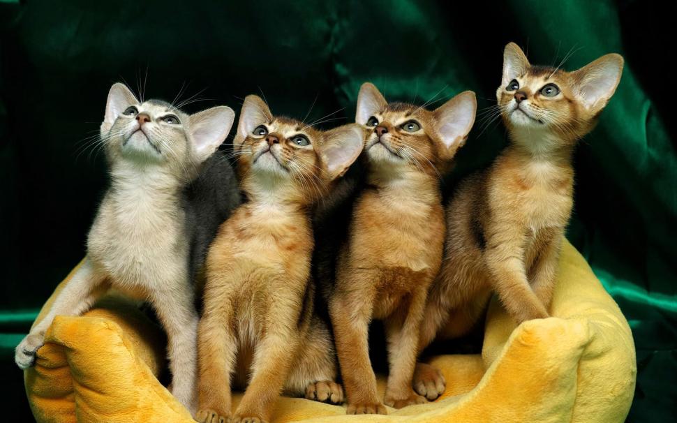 Four cute kitten wallpaper,Four HD wallpaper,Cute HD wallpaper,Kitten HD wallpaper,1920x1200 wallpaper