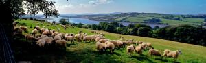 Many sheeps, countryside farm wallpaper thumb