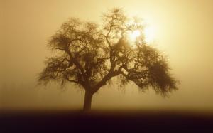 Sunlight Fog Mist Shadow Silhouette Tree HD wallpaper thumb