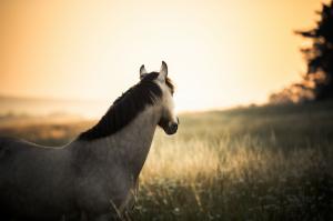 Horse, field, sun wallpaper thumb