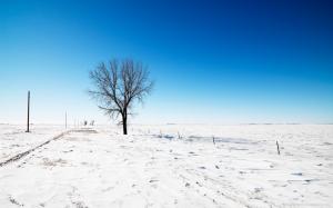 Lonely Tree on Winter wallpaper thumb