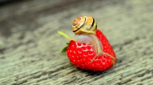 Snail and big strawberry wallpaper thumb