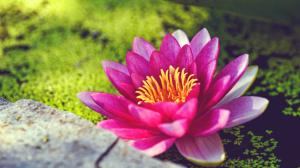 Water Lily Pink  Flower wallpaper thumb