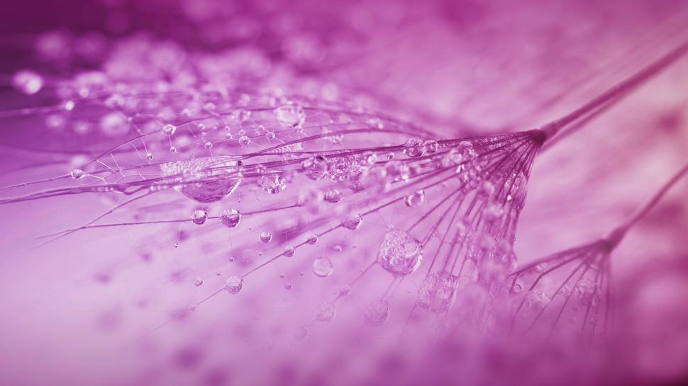 Rain Drops on Pink Flower wallpaper,Flowers HD wallpaper,3840x2160 wallpaper