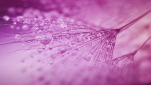 Rain Drops on Pink Flower wallpaper thumb