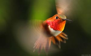 Flying Hummingbird wallpaper thumb