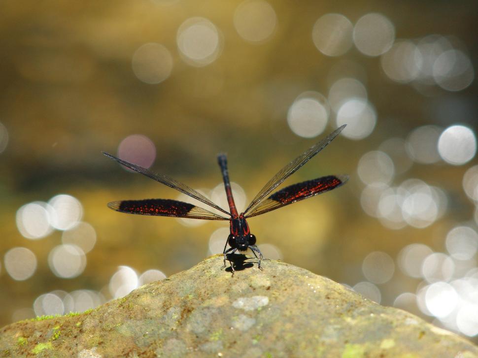 Red dragonfly wallpaper,dragonfly HD wallpaper,stone HD wallpaper,background HD wallpaper,reflections HD wallpaper,Red HD wallpaper,2048x1536 wallpaper