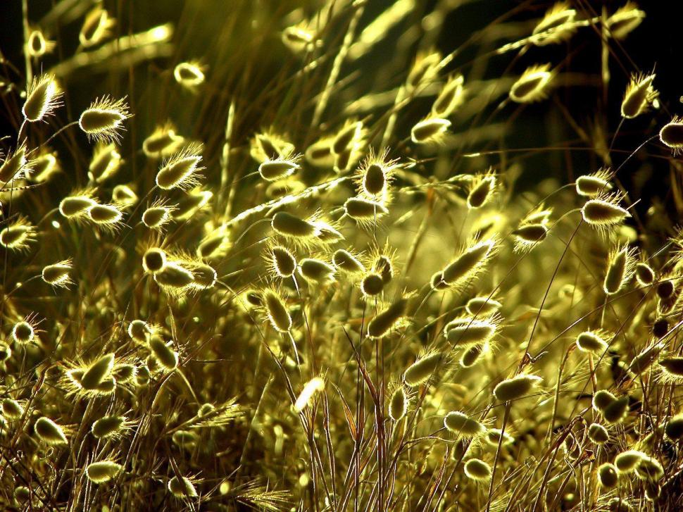 Nature Plants Sunlight Desktop wallpaper,plants wallpaper,desktop wallpaper,nature wallpaper,sunlight wallpaper,1600x1200 wallpaper