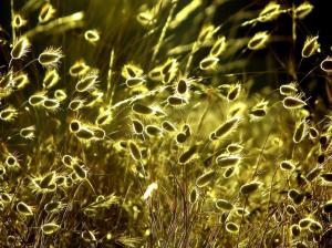 Nature Plants Sunlight Desktop wallpaper thumb
