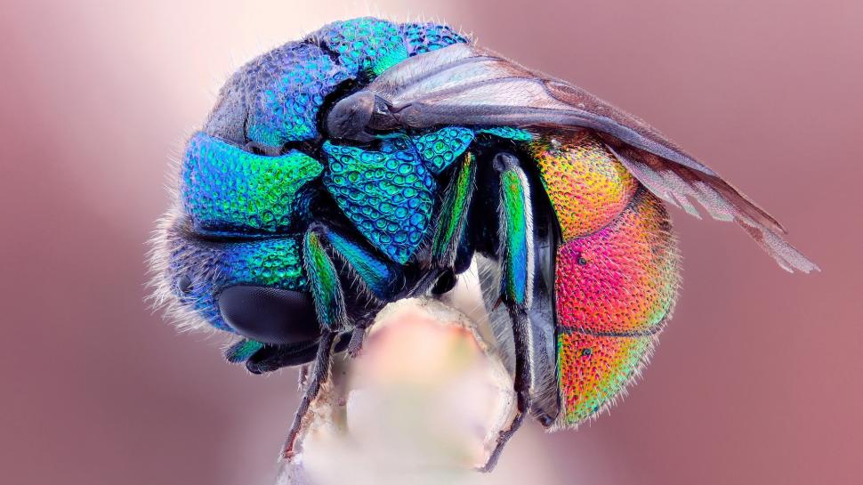 The colorful colors of the flies wallpaper,Colorful HD wallpaper,Colors HD wallpaper,Flies HD wallpaper,1920x1080 wallpaper