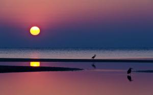 Herons silhouette in the sunset wallpaper thumb