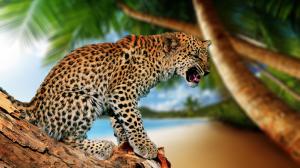Leopard, cat, fall wallpaper thumb